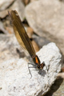 Calopteryx virgo